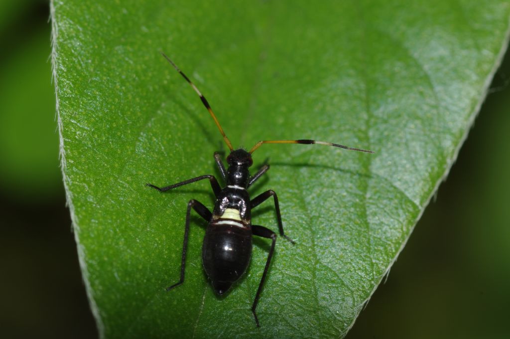 Ninfa di Aphanosoma italicum?